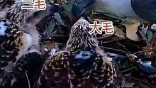 二毛的体型感觉已超过大毛，它会不会反过来欺负大毛？（白腹海雕育雏，持续更新中）#白腹海雕 #动物鸟世