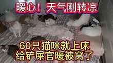暖心！天气刚转凉，60只猫咪就上床给铲屎官暖被窝了