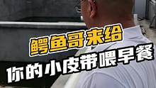 鳄鱼哥来给你的小皮带喂早饭了#鳄珍 