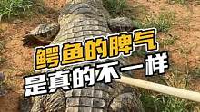 鳄鱼的脾气是真的不一样#鳄珍
