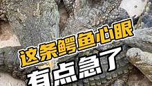 这条鳄鱼有点急眼了#鳄珍