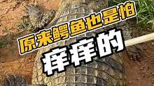 原来鳄鱼也是怕痒痒的#鳄珍
