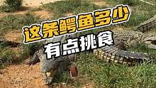 这条鳄鱼多少有点挑食#鳄珍