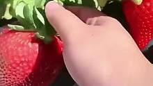 四季都能种植的#奶油草莓，免打理易生活，产量高，大人小孩都爱吃，有阳台花盆的种上几棵吧#家庭种植 