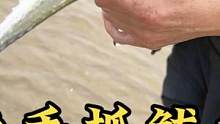 赶海俩人夹击徒手抓到鲅鱼，撒盐齁出四五只“大蛏王”，真过瘾！#赶海 #乡村守护人 