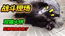 美短虎斑霸气开撕，长毛黑猫不是对手被咬伤，巨骨舌鱼度过危险期