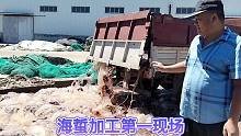 海蜇捕捞的季节，带大家到海蜇加工的第一现场，看看是怎么加工的
