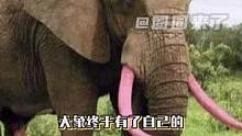 真的希望有一天，人们不会再为了自己变态的欲望去伤害这些大象和犀牛#保护野生动物 #象牙