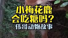 小梅花鹿会和小朋友一样喜欢吃奶糖吗？#万物皆有灵性 #萌宠 #动物世界