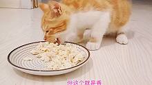 捡来的小橘猫第一次吃鸡肉，吃撑了不想走，主人看着既开心又心疼