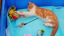捡来的小橘猫到新家后找到原住猫的玩具，第一次玩玩具竟然这么牛