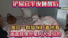 铲屎官半夜睡醒后，发现一群猫盯着他看，画面就像外星人入侵似的