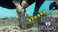 《斐济》第12天：我的天呐，河南妹子徒手就把贼大的八爪鱼给收了 ！#斐济 #斐济自由行 #斐济赶海#