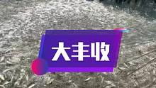 渔民出海捕鱼大丰收，捕获巴浪鱼群，一网收获2000多斤，过瘾！#南三渔小夫赶海 #渔小夫 #出海捕鱼
