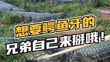 想要鳄鱼牙的兄弟自己开掰哦！#鳄珍