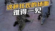 这种壮观的场面难得一见#鳄珍