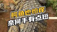 鳄鱼也怕痒，奈何手有点短#鳄珍 