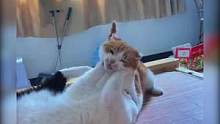 #萌宠哈哈哈哈哈哈本以为是猫咪自己会托腮，结果……
