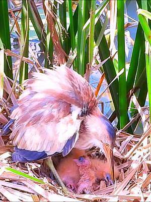 池塘边发现了一个黄苇鳽巢穴，鸟妈正把嗉囊里的食物吐出，喂给幼鸟们吃#黄苇鳽育雏#动物鸟世界#野鸟育雏