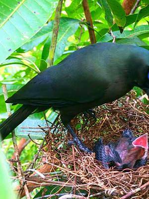 这种漂亮的纯黑色的鸟，养育着一只幼崽，它们长得像不像乌鸦？#盘尾树鹊育雏#动物鸟世界#发现鸟窝#野鸟