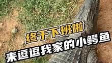 终于下班了，来逗逗我们家的小鳄鱼#鳄珍 