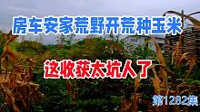 房车安家荒野开荒种玉米，这收获太坑人了