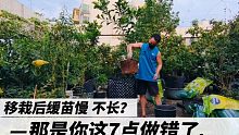 移栽后缓苗慢，长时间不长？那是因为你这几点做错了，快看看吧！