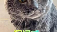 今天这条视频可能需要一个翻译～#我和我的猫 #喵星人