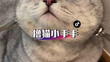 养猫人拥有这个小手手后，撸猫也太快乐了趴#萌宠好物 #铲屎官的乐趣 #猫咪用品