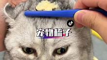 浮毛、眼角分泌物、毛发打结、黑下巴、跳蚤小虫子、爪爪粘着粑粑 （一把梳帮你解决）#萌宠好物 #宠物梳