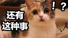 【中字】小原感染新冠后震惊自己突然失宠了的猫猫