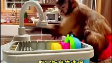国外夫妇救助了一只小猴，小猴感恩主动做起了家务这小猴子也太聪明了
