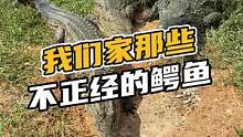 我们家那些不正经的鳄鱼#鳄珍