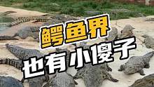 鳄鱼界，也有小傻子#鳄珍
