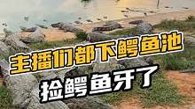 主播们都下鳄鱼池去捡鳄鱼牙了，好过瘾#鳄珍 