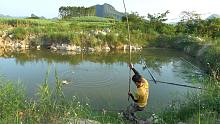这鱼塘钓鱼就像黑坑，小明下竿狂拉不停，真是过足了手瘾