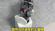 如何对付调皮的小猫咪