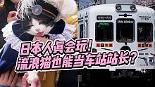 日本猫咪电车太治愈了！怪不得几十万人争着去打卡！