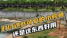 对付我家这些可爱的小鳄鱼，还是这东西更管用#鳄珍 