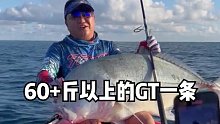 以为是鲨鱼，不料是一条60+的大GT一条