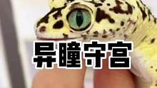 他绿了#豹纹守宫 #爬宠 #萌宠 #异宠 #兽医