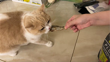 小猫咪爱吃鱼｜吃了但好像又没完全吃到