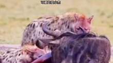 两只鬣狗成功狩猎角马#动物世界 #鬣狗 #角马 #野生动物零距离 #万物皆有灵性 