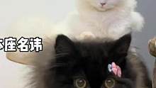 “东方猫苍亲我咯～”#每日吸猫 #矮脚猫 #拿破仑矮脚猫 #家有傻猫 #苍兰诀 #东方青苍