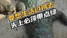 要想生活过得去，头上必须带点绿，但是绿成这样有点不理解#鳄珍