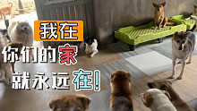 200只狗狗的家可能要没了！重新开始吧！