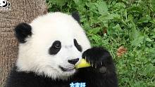 熊猫怎么认｜大家好，我是大脸小可爱宝元
