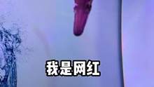 网红鱼就是这样的！猛鱼世界鄂雀鳝……#水族 #观赏鱼 #养鱼人 #养鱼日记 #实拍原视频