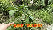 农村常见的植物曼陀罗，全身上下都有剧毒，却很多人不知道