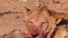 狮子们成功狩猎长劲鹿一只然后开始享受胜利的果实#动物世界 #精彩片段 #狮子 #长劲鹿 #万物皆有灵